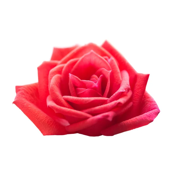 红玫瑰浪漫的花朵 — 图库照片