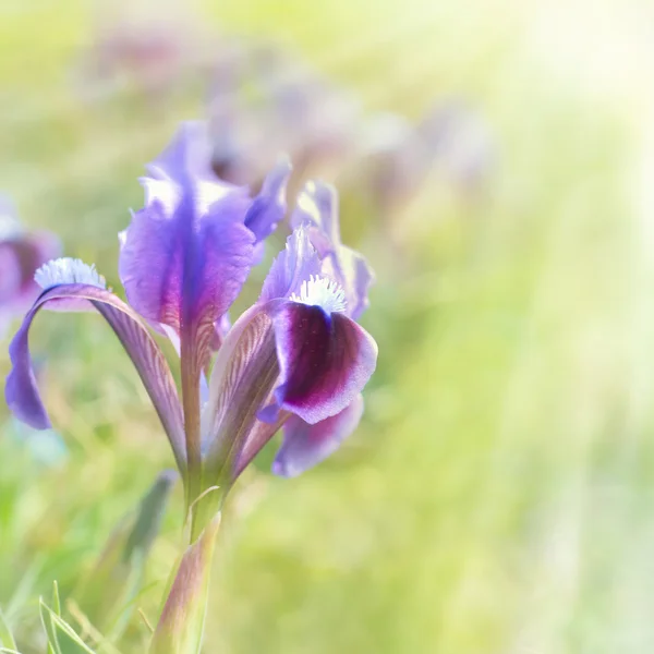 Flower iris on the green lawn — Stock Photo, Image