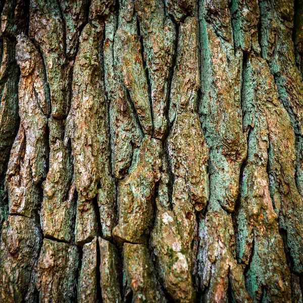 Hnědé dubové kůry — Stock fotografie