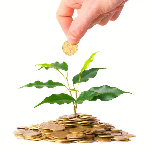 Green tree growing from the coins — Stock Photo, Image