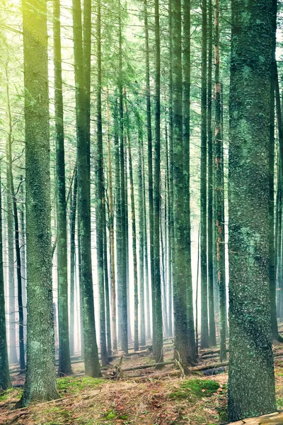 Güneş ışığı yeşil ormanın içinde — Stok fotoğraf