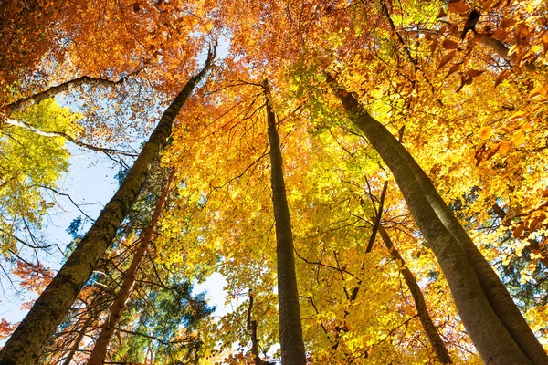 Golgen herfst in het bos — Stockfoto