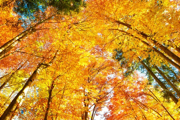 Golgen ősszel az erdőben — Stock Fotó