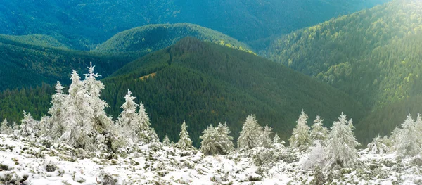 Panorama de pinos en montañas de nieve —  Fotos de Stock