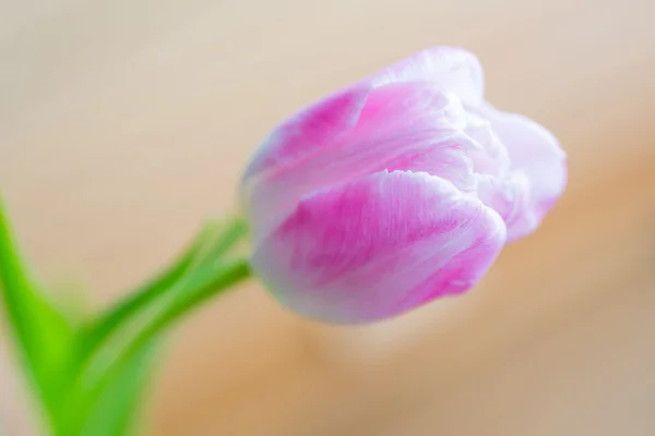 Finom rózsaszín tulipán puha háttér — Stock Fotó