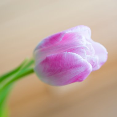 Yumuşak zemin üzerine narin pembe Lale 