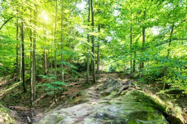 Ağaçlı yeşil orman