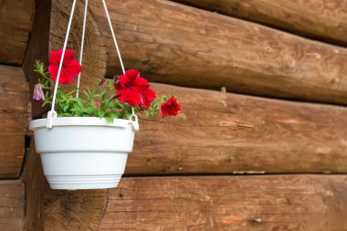 Beyaz bir tencerede kırmızı çiçekler Petunya