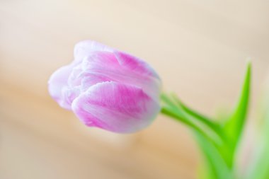 Yumuşak zemin üzerine narin pembe Lale 