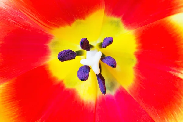 Macro close-up shot van rode tulp — Stockfoto