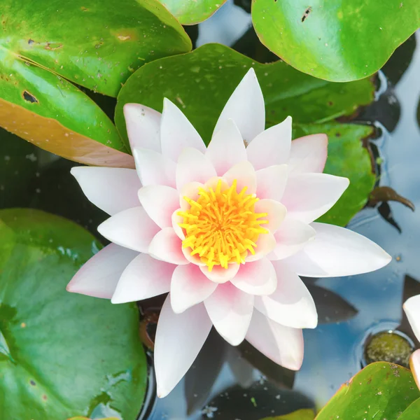 Flor branca - lírio de água — Fotografia de Stock