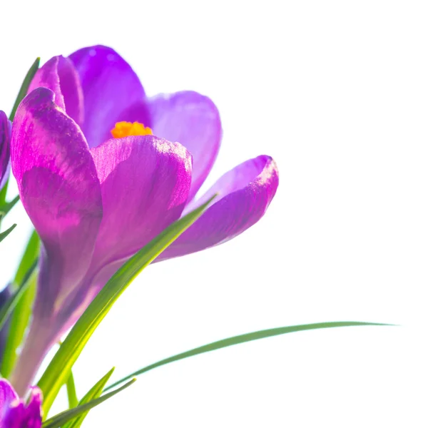 Premières fleurs printanières - bouquet de crocus violets — Photo