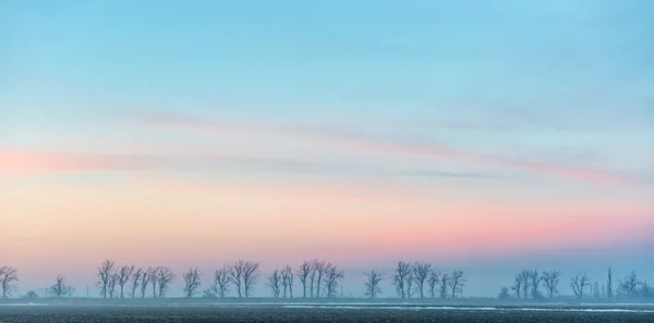 Panorama de árvores no campo — Fotografia de Stock