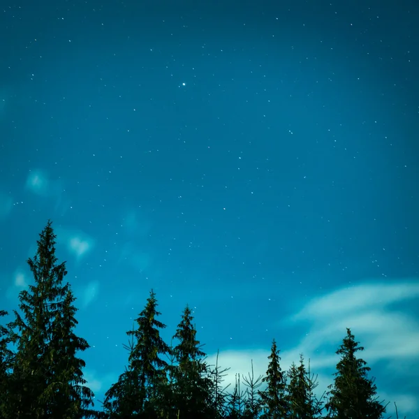 Grandes pinheiros sob céu azul noite — Fotografia de Stock