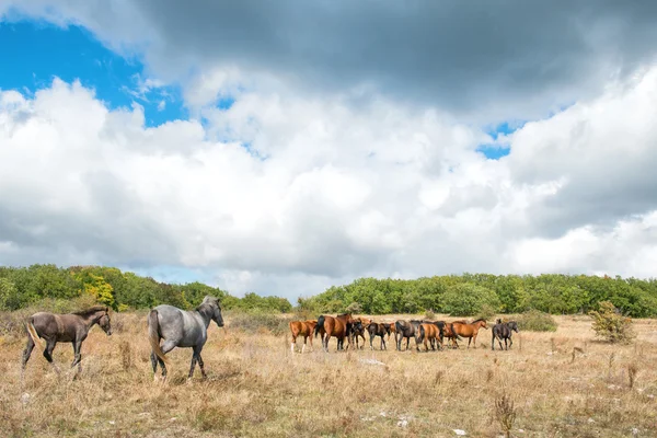 Troupeau de chevaux sur le terrain — Photo