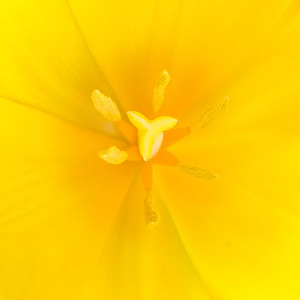 Macro close up shot of yellow tulip — Stock Photo, Image