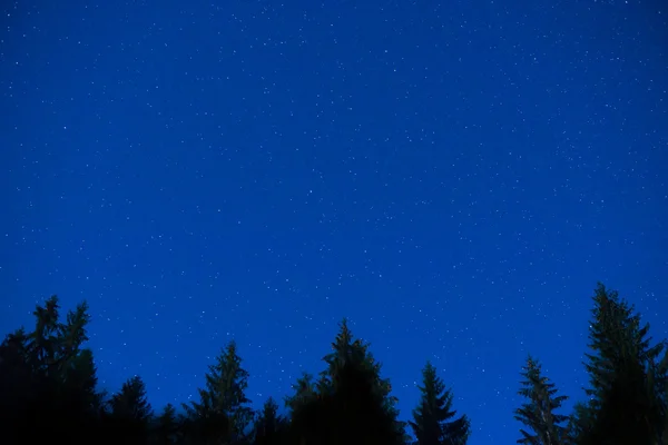 Σκούρο μπλε νυχτός πεύκα πάνω από τον ουρανό — Φωτογραφία Αρχείου