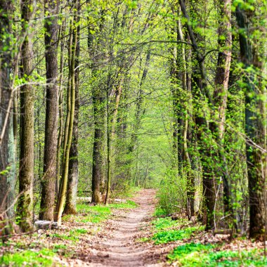 Yeşil bahar orman