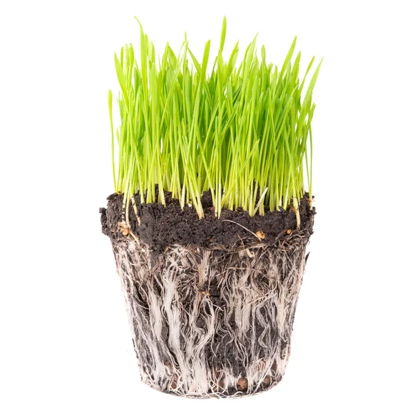 Groen gras met wortels — Stockfoto