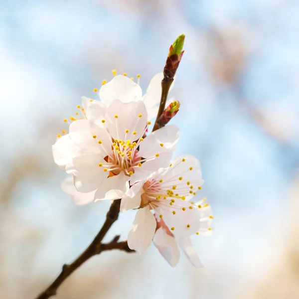 Spring blossoming white spring flowers — Stock Photo, Image
