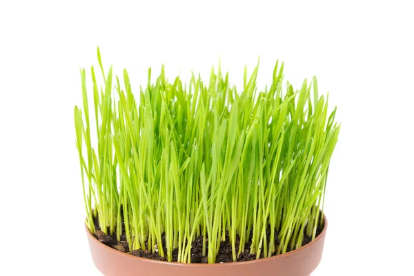 Groen gras in pot — Stockfoto