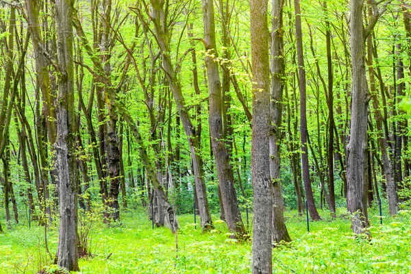 Grüner Wald mit Bäumen — Stockfoto