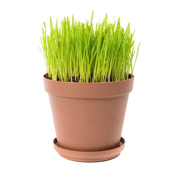 Green grass in pot — Stock Photo, Image