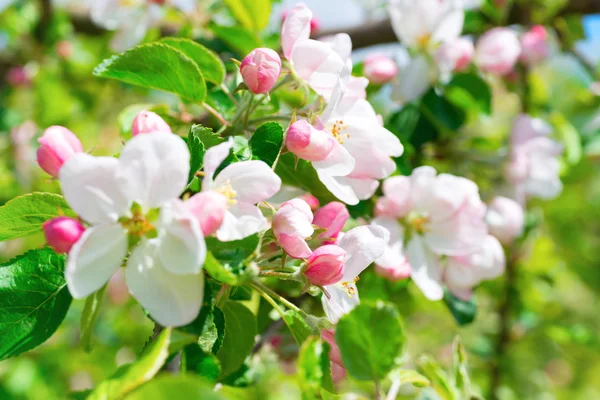 Vit apple blommor — Stockfoto