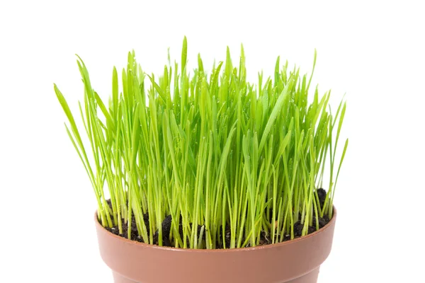 Groen gras in pot — Stockfoto