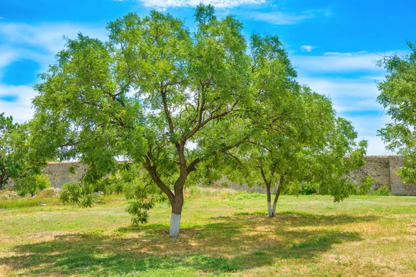 Zelený park se stromy a modrou oblohou — Stock fotografie