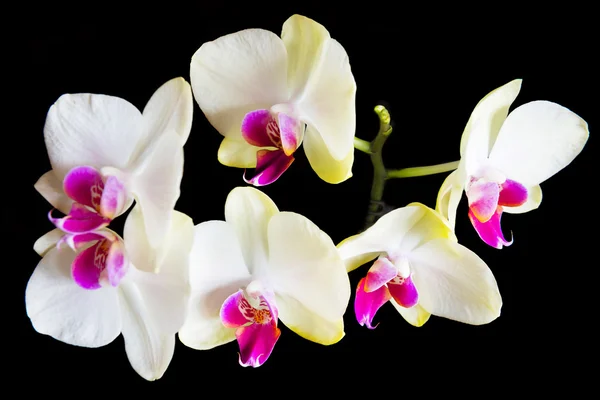 Orquídeas blancas y rosadas — Foto de Stock