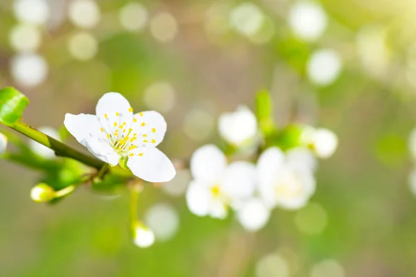 Primavera florescendo flores brancas da primavera — Fotografia de Stock