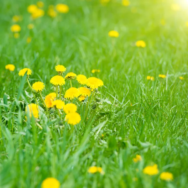 Yellow dandelions on green field — Stock Photo, Image