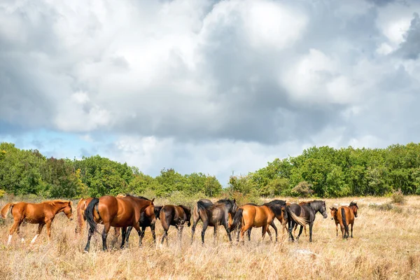 Stádo koní na hřišti — Stock fotografie