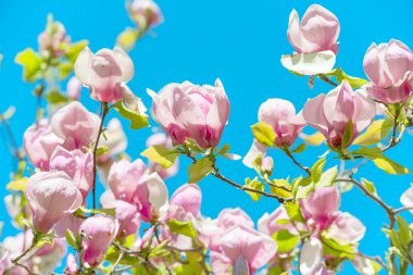 Flowers of Magnolia soulangiana clipart