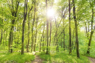 Güneşli orman sabah