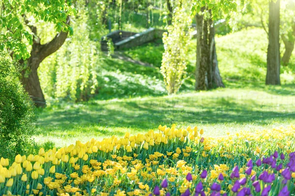 Tulpen im grünen Park — Stockfoto