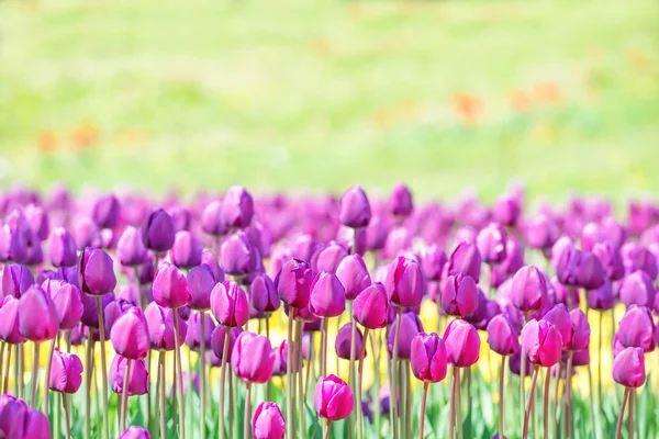 Lila tulipány na hřišti — Stock fotografie