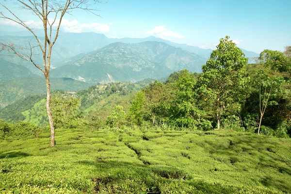 Green tea bushes — Stock Photo, Image