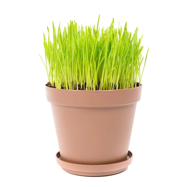 Green grass in plant pot — Stock Photo, Image