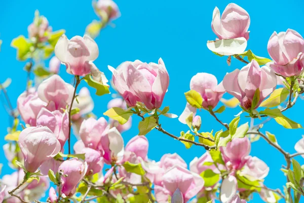 Flores de Magnolia soulangiana — Fotografia de Stock