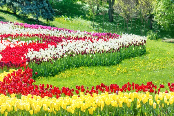 Tuin met kleurrijke tulpen — Stockfoto