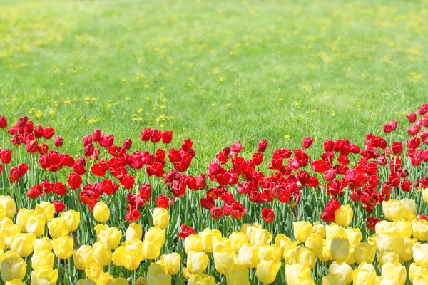Rode en gele tulpen in tuin — Stockfoto