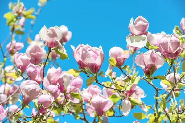 Flores de Magnolia soulangiana — Fotografia de Stock