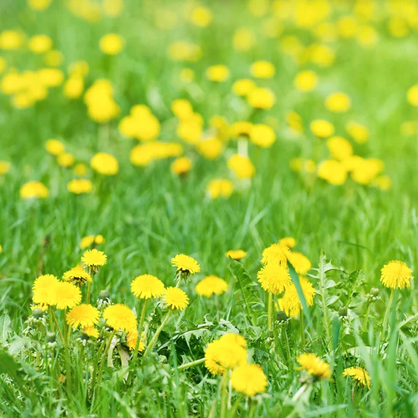 Yellow dandelions on green field — Stock Photo, Image