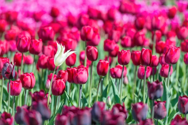 Muchos tulipanes rojos oscuros —  Fotos de Stock