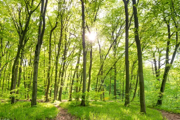 Morgen im sonnigen Wald — Stockfoto