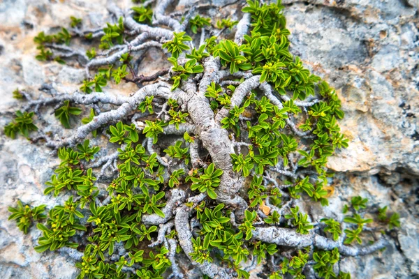 Grüner Baum, der auf dem Felsen wächst — Stockfoto