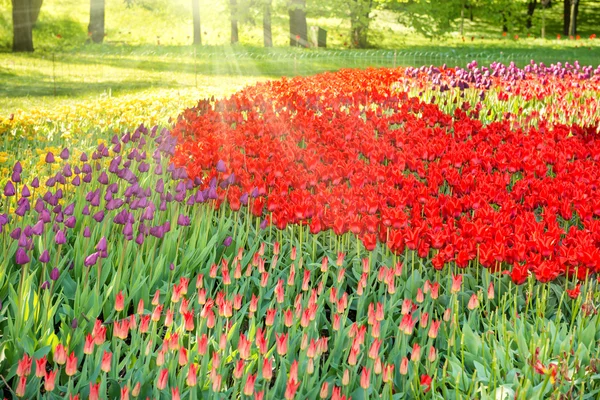 Kleurrijke tulpentuin en bloembed — Stockfoto