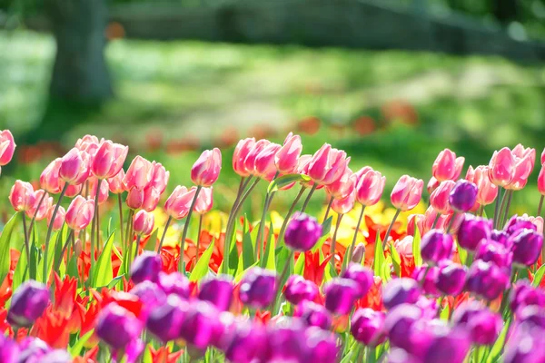 Jardín con tulipanes coloridos —  Fotos de Stock